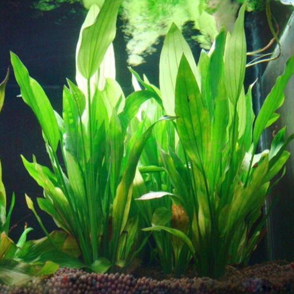 Aquarium Innovative Marine - Artificial Aquário Decor Plantas, Ornamento De